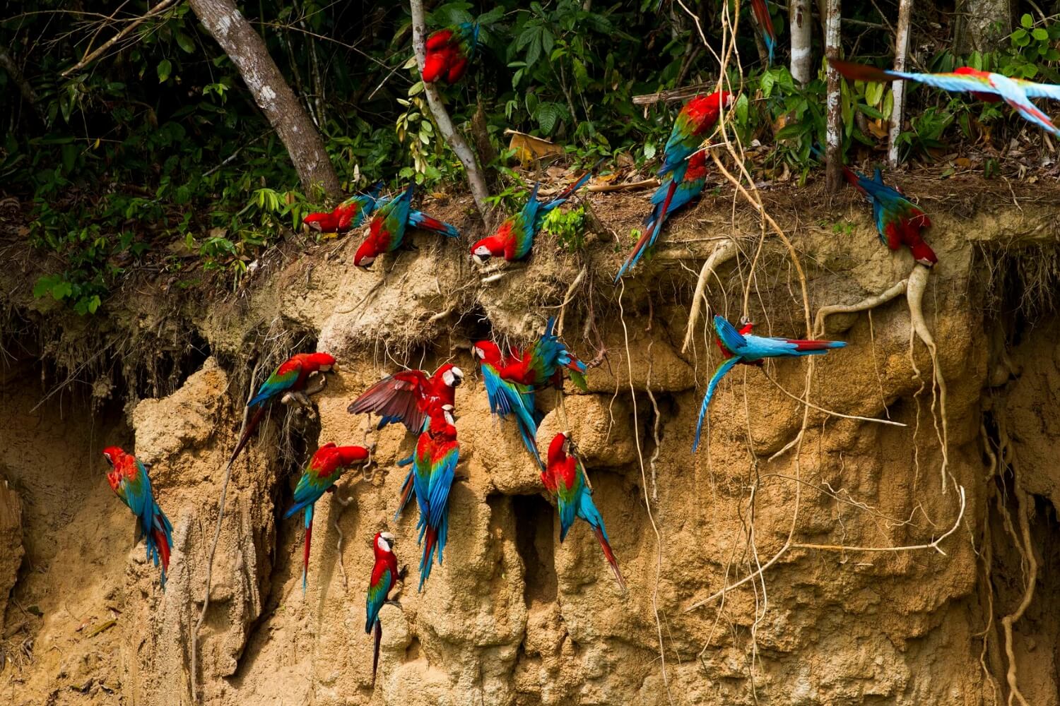 Amazon & Machu Picchu - Peru Package 10 Days